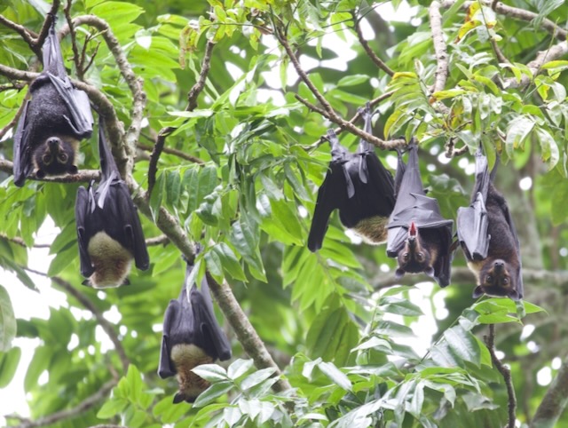 Spectacled_Flying-foxes_1.jpeg